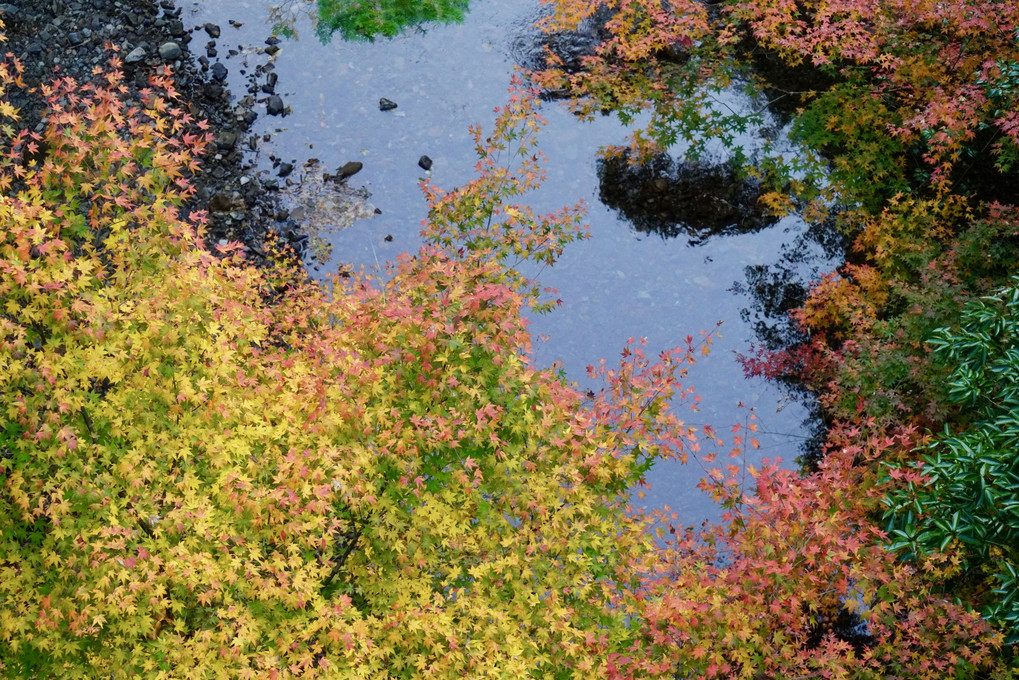 川面の紅葉