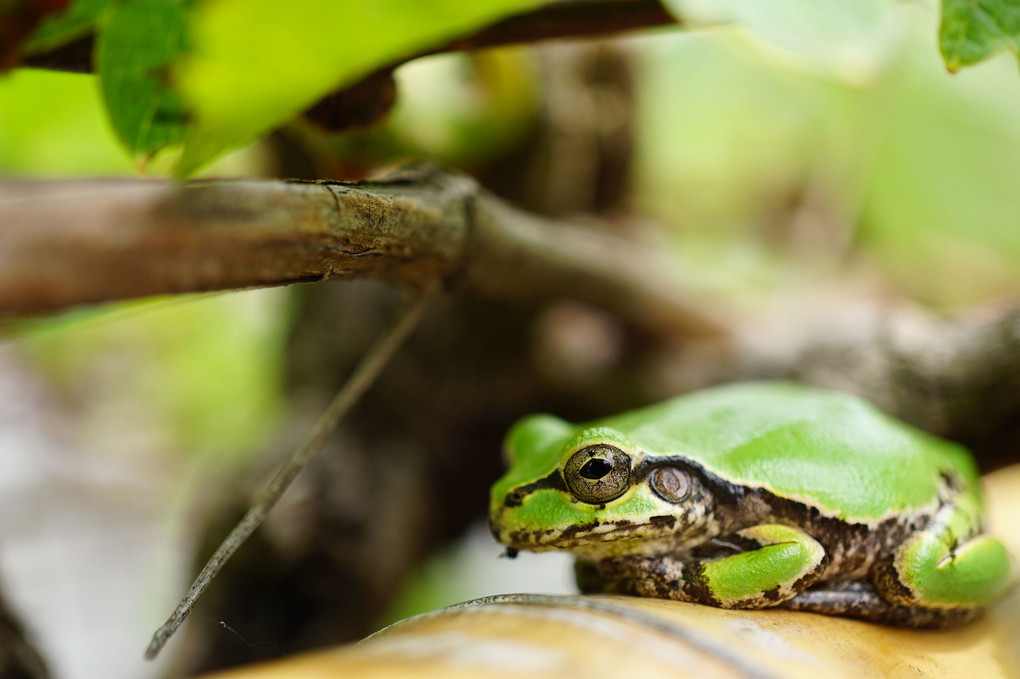 アマガエル