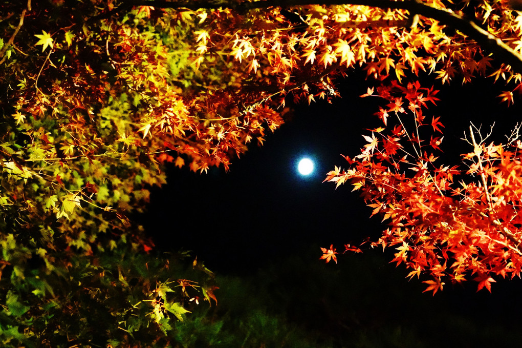 晩秋の松島