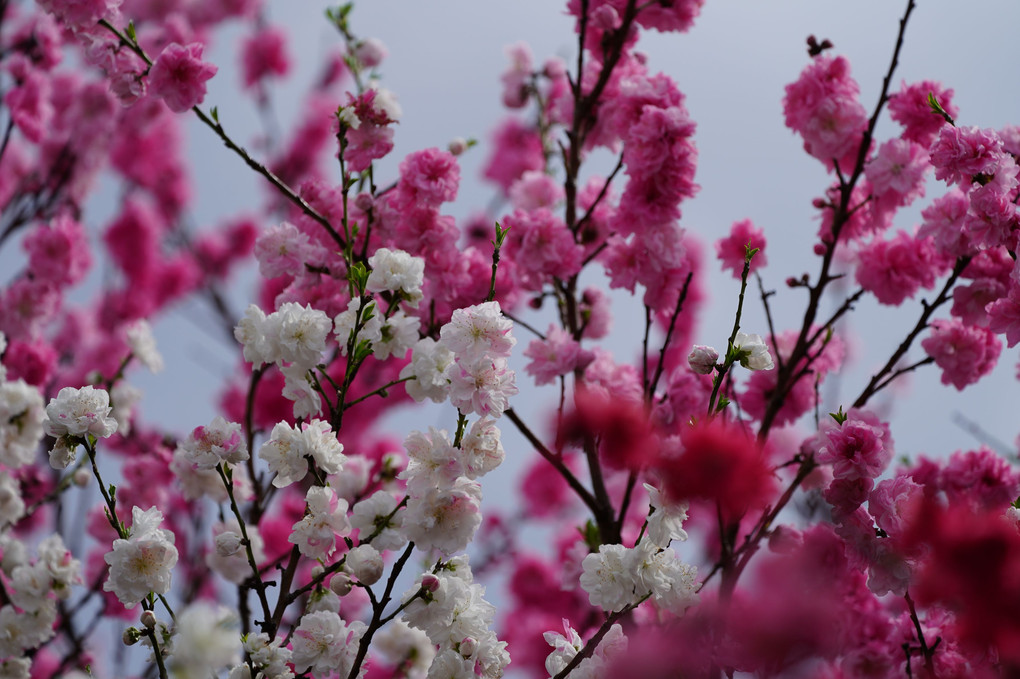 カラフルな桜と梅