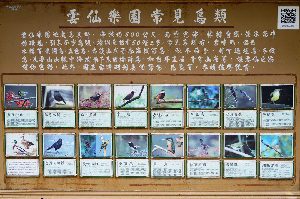 野鳥 ～台湾旅行編～