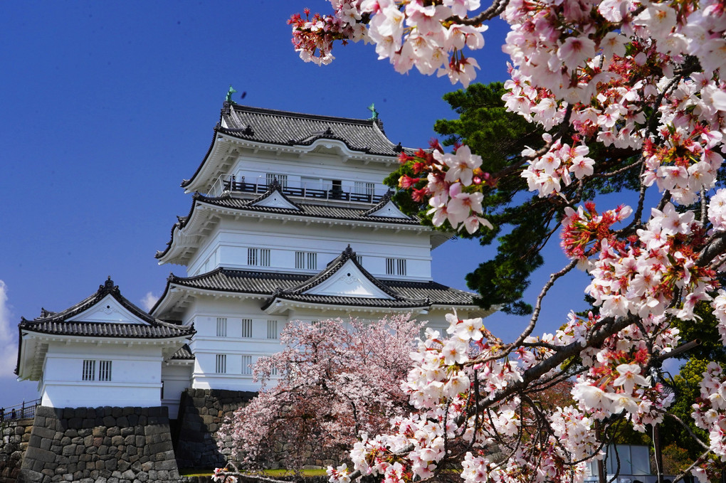 日本の美「桜と城」