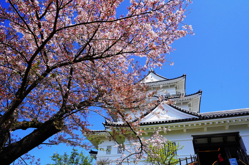 日本の美「桜と城」