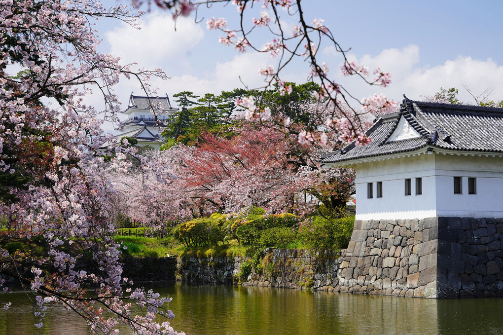 日本の美「桜とお城」その２