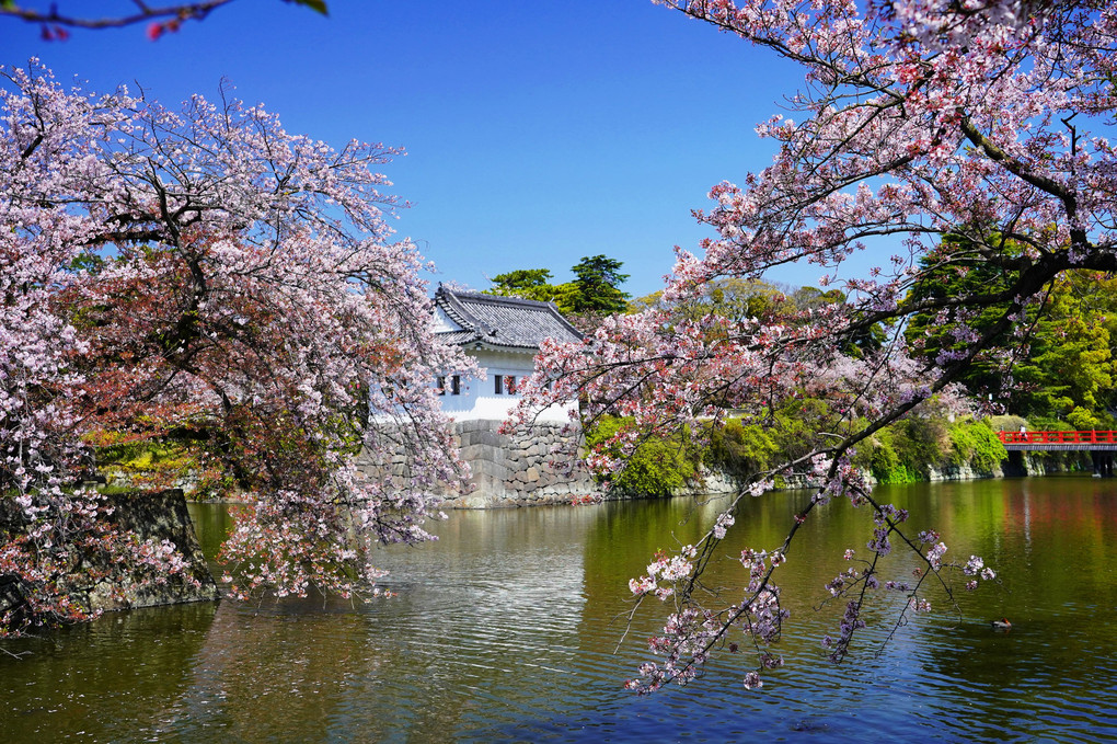 日本の美「桜とお城」その２
