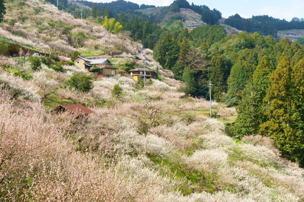 梅の里