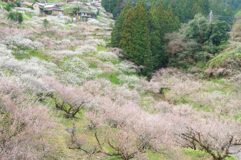 梅の里