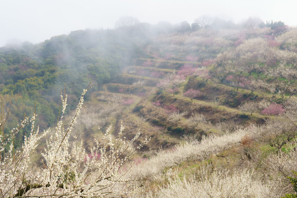 霧立ちのぼる春の梅林