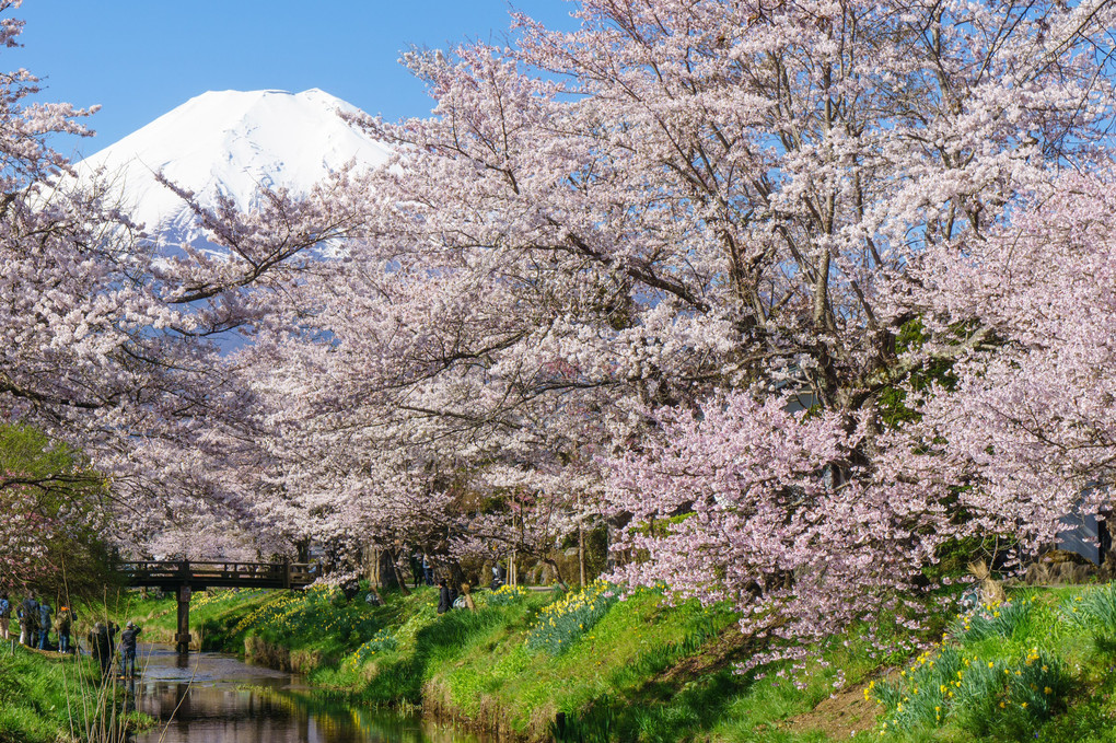 富士と桜　忍野村にて