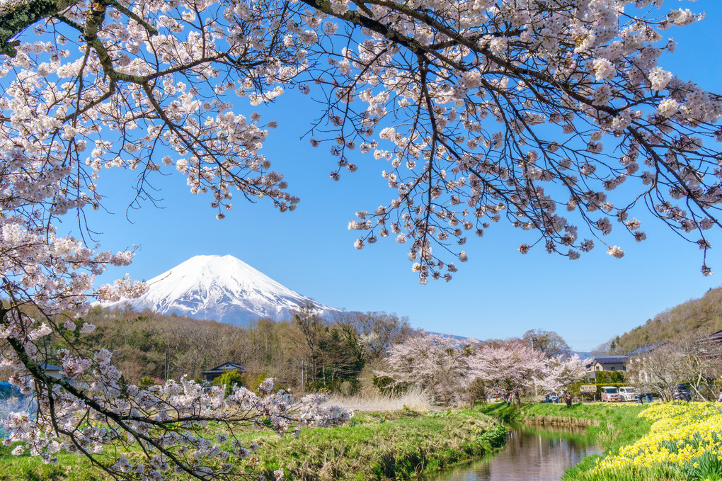 富士と桜　忍野村にて