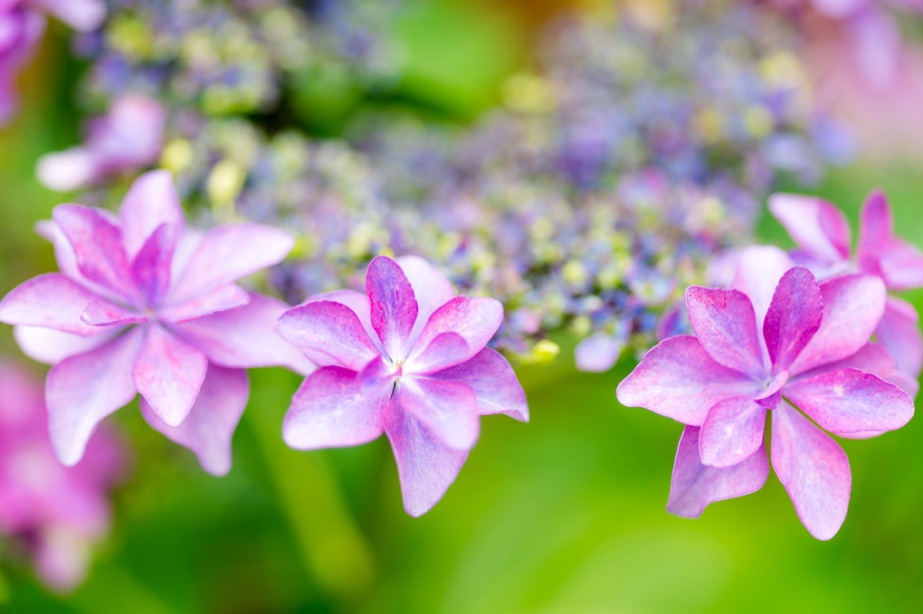 陽気な紫陽花