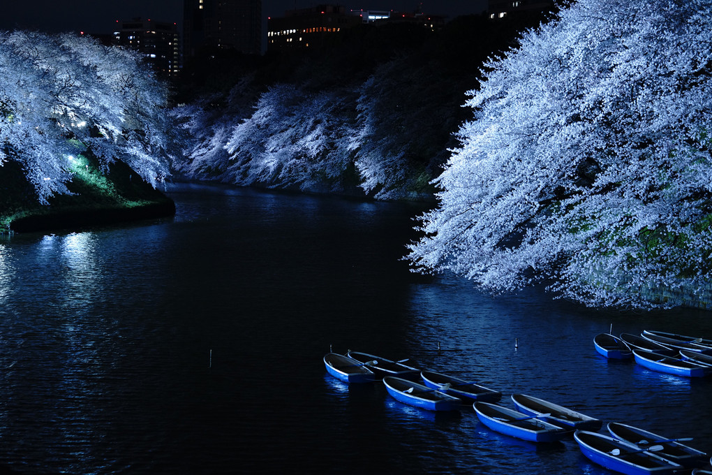 桜夜の舟路