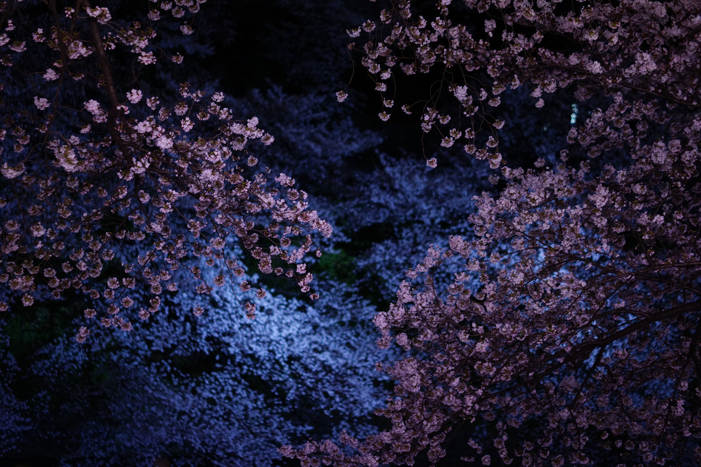 桜の星雲