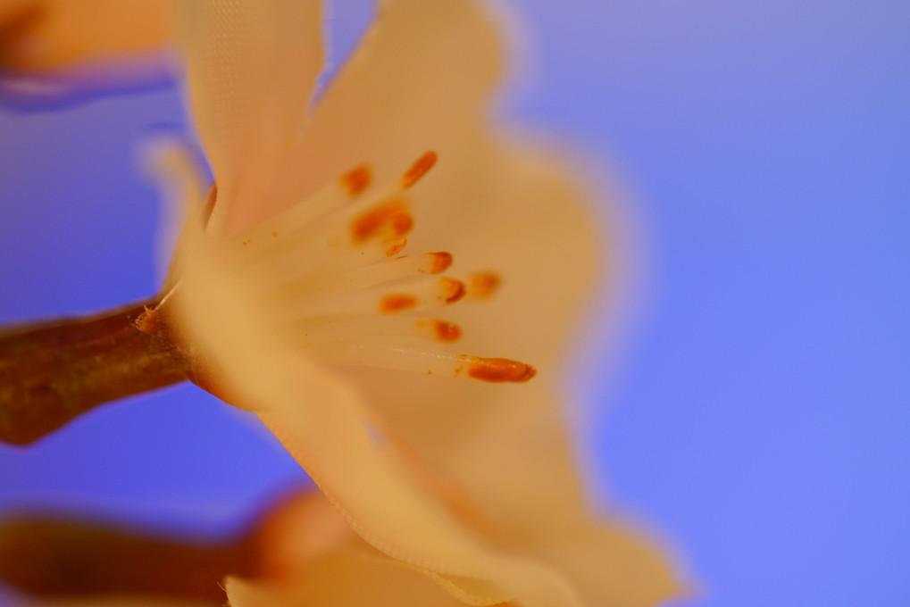 「αカフェ体験会～偽装の桜～」