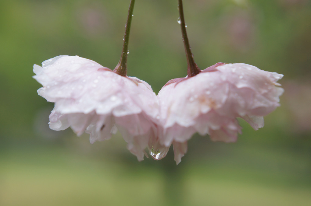 天使の八重桜