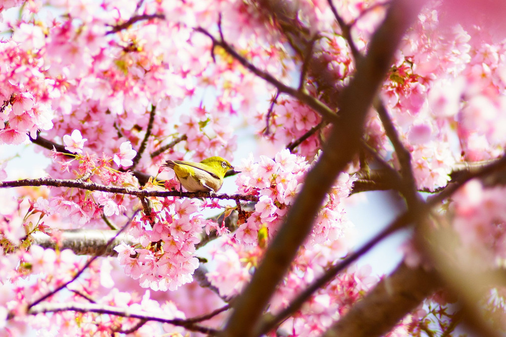 桜とメジロ達