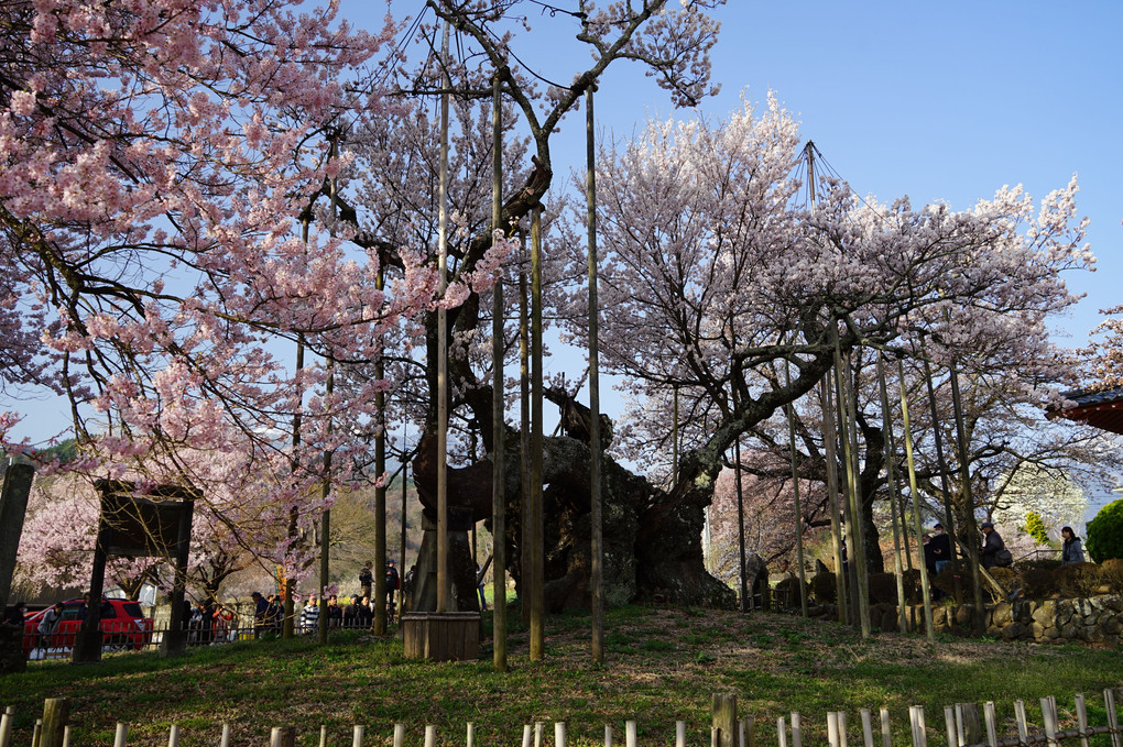 神代桜・王仁塚の桜