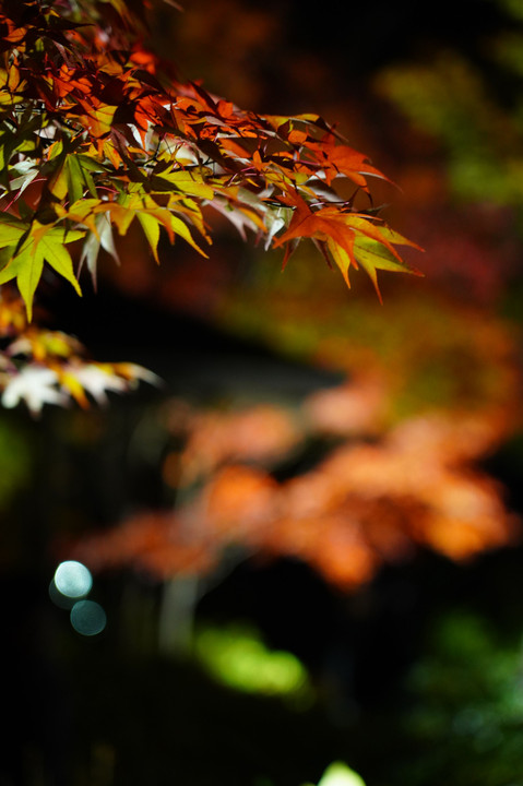 昭和記念公園ライトアップ