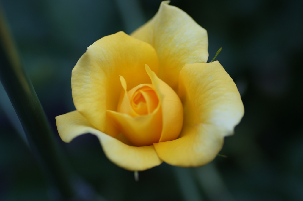 ベランダの黄色いバラ