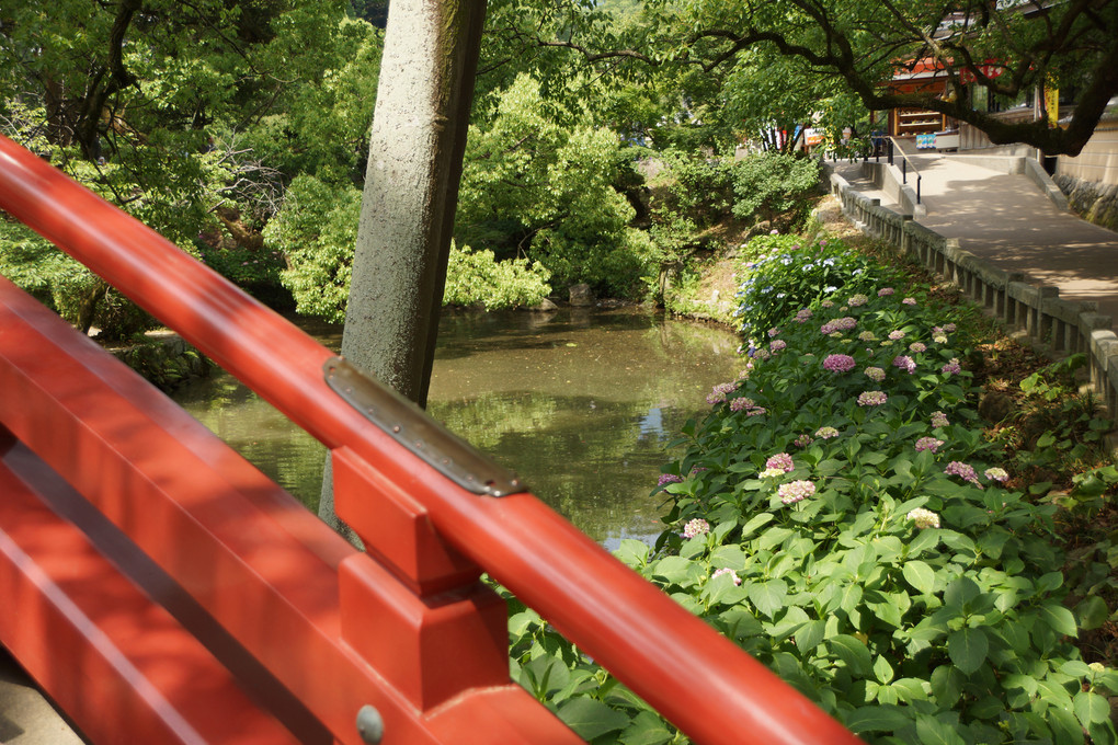 天満宮の紫陽花