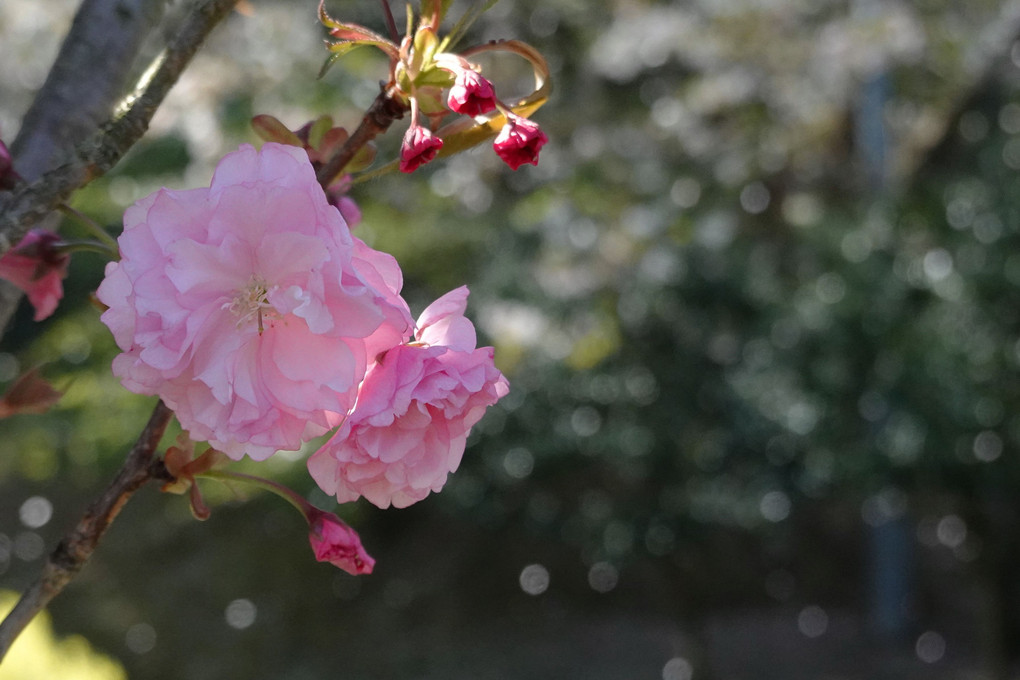 ソメイヨシノの花吹雪と里桜