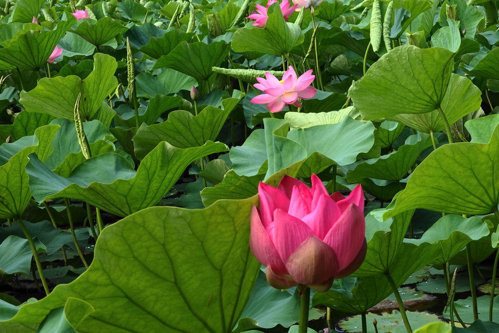 今朝の蓮花寺池公園(蓮)