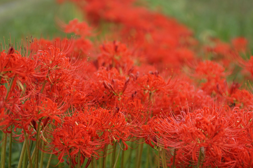 ひがん花