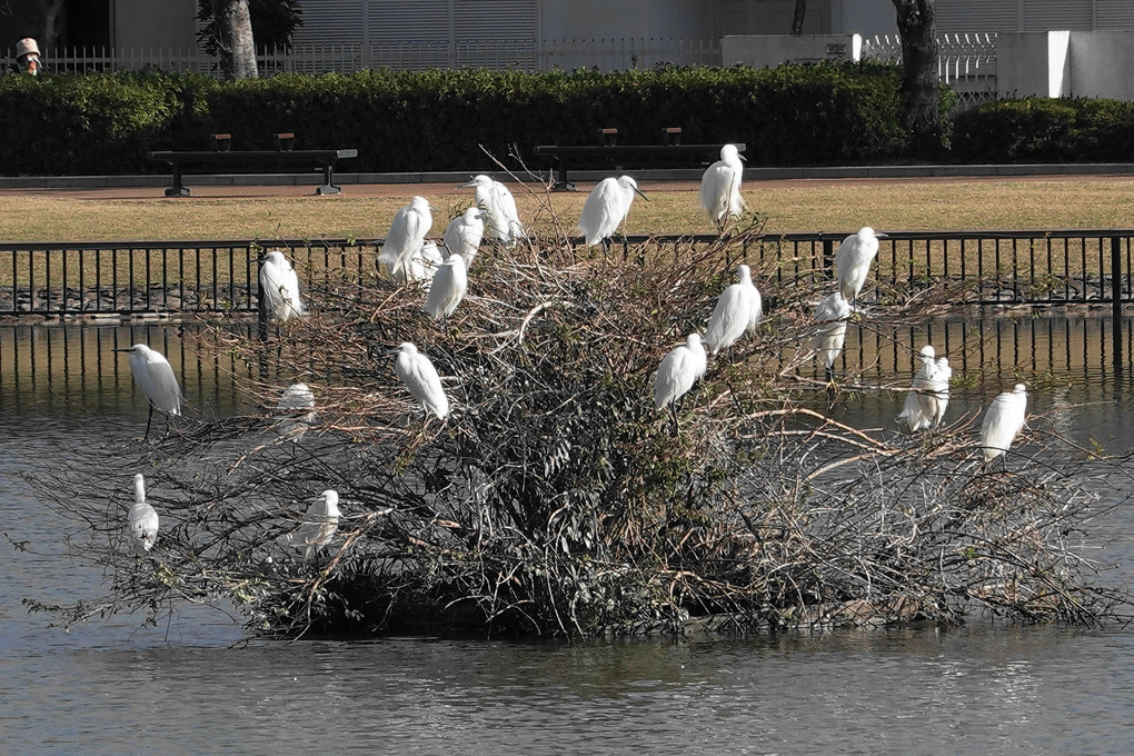 蓮花寺池公園の鳥たち