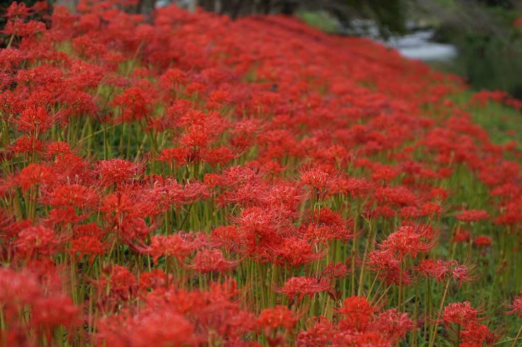 曼珠沙華