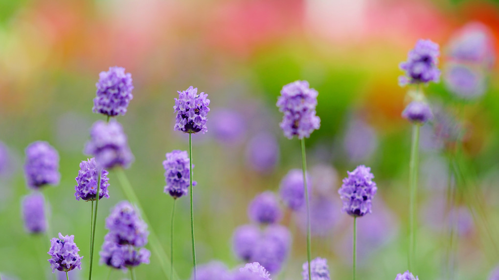 lavenderを呼ぶ富良野線