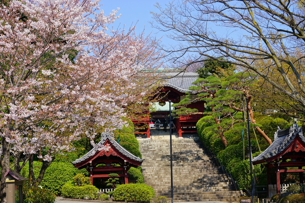 護国寺　🌸　春ものがたり