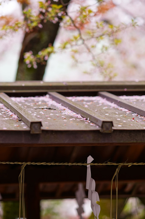 靖国神社　🌸　春ものがたり