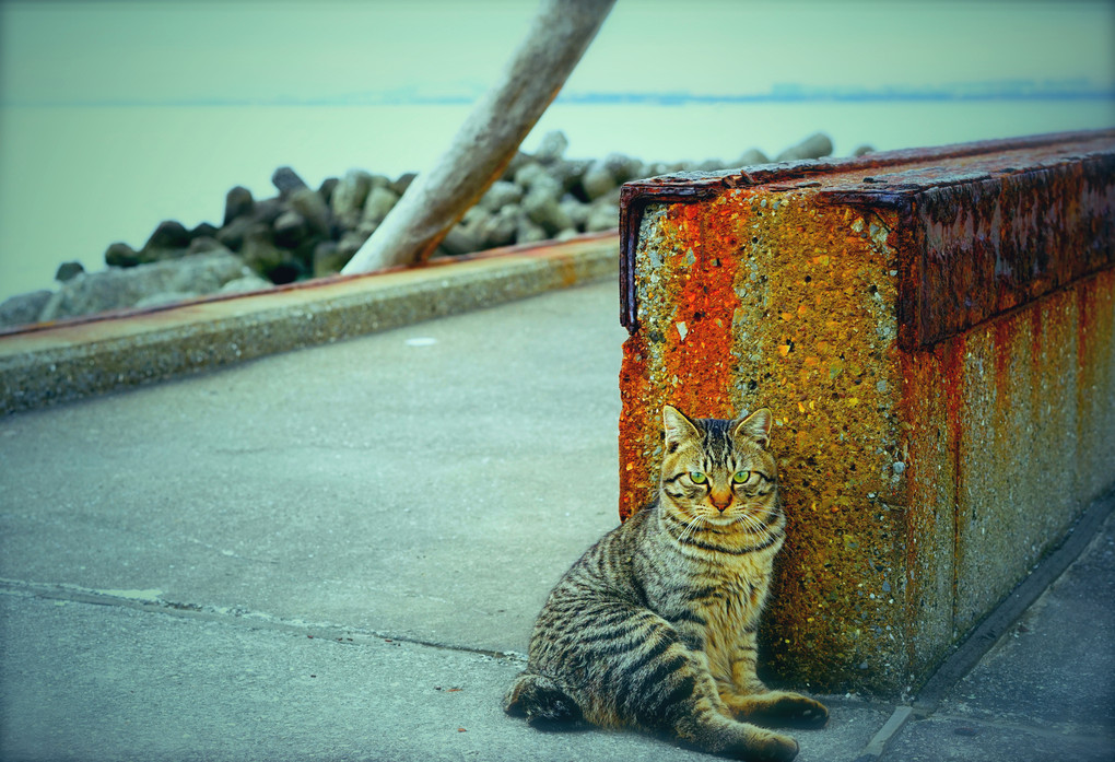 ＊冬の海辺のcatニャン＊