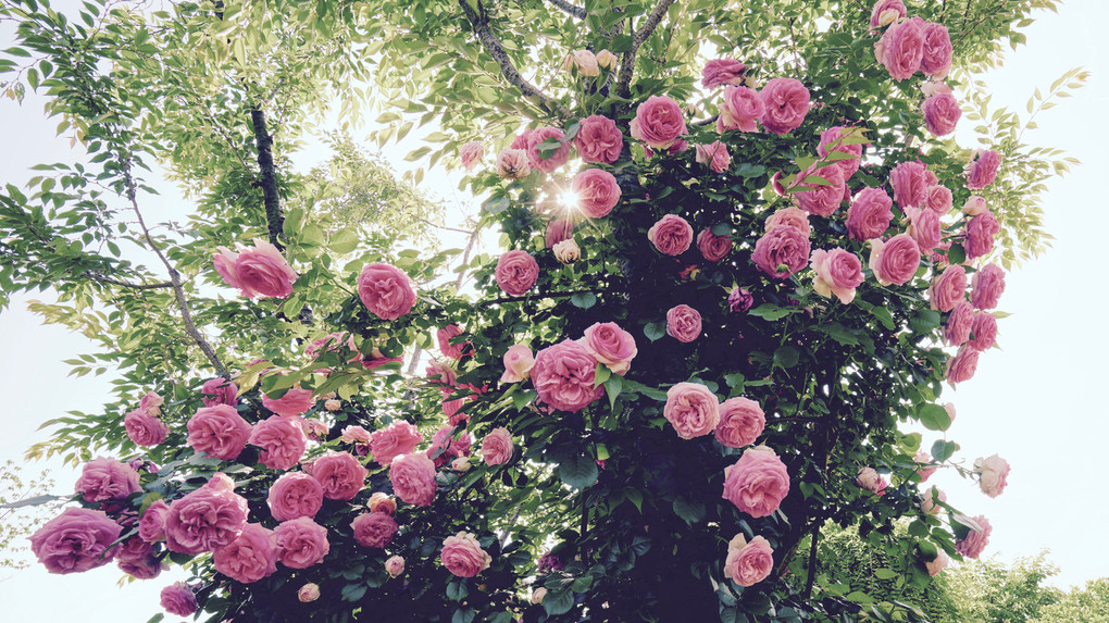 誰も知らない秘密の花園