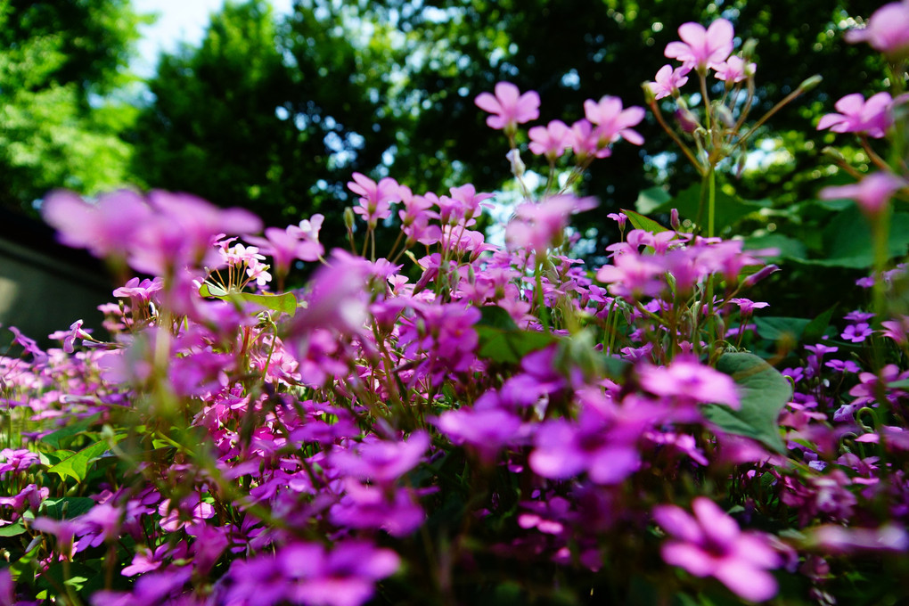 今日の日比谷公園2013.5.12