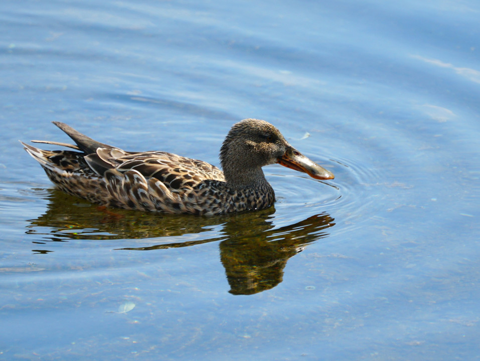 熊本の野鳥