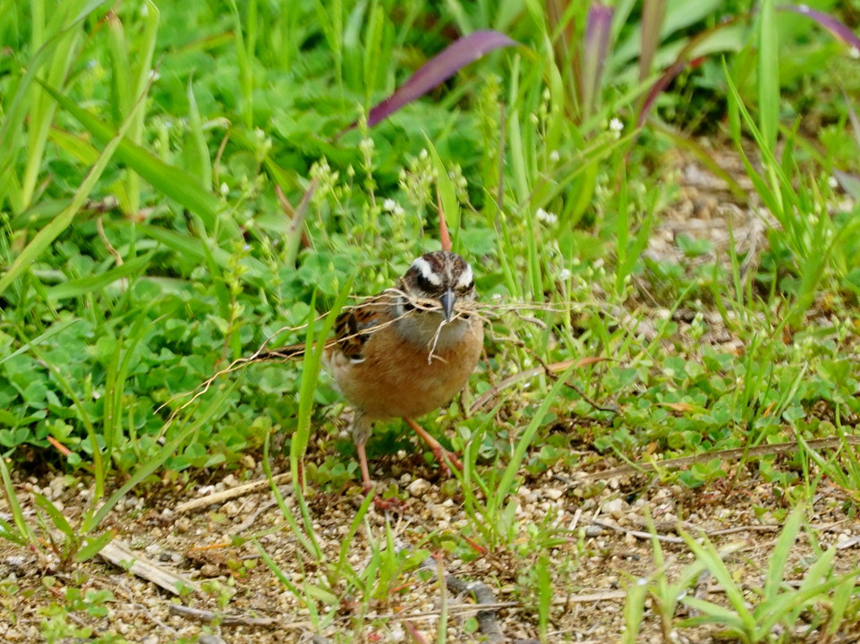 熊本の野鳥