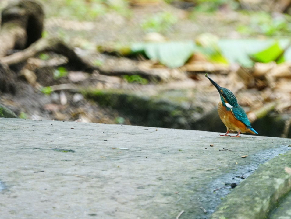 カワセミの幼鳥