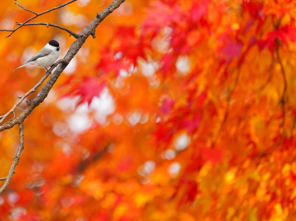 秋と鳥と・・