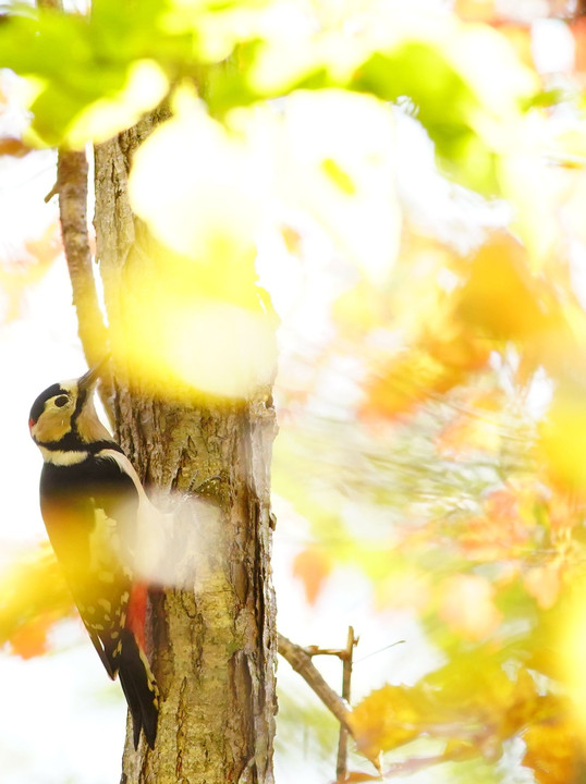 秋と鳥と・・