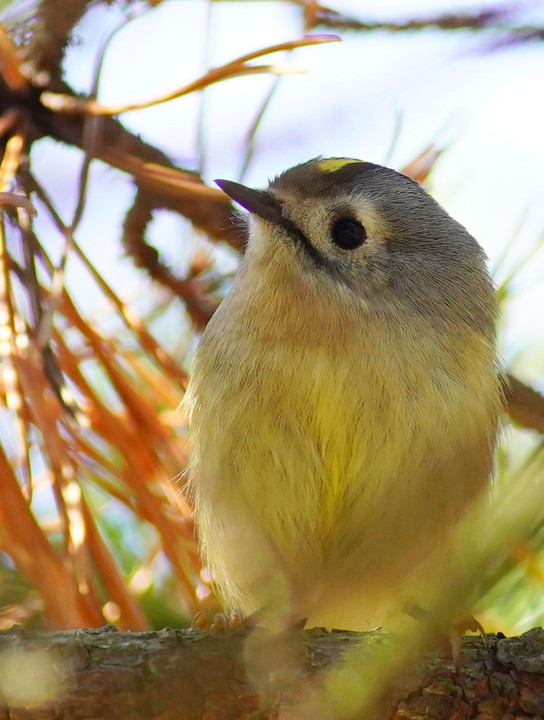 日本で一番小さい鳥