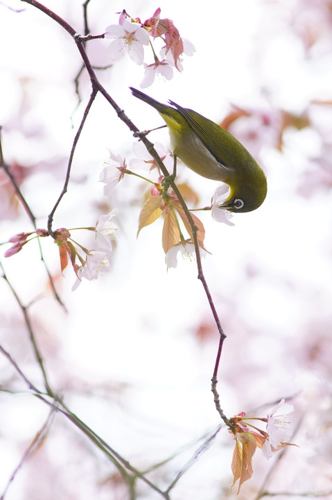 桜と鳥と・・