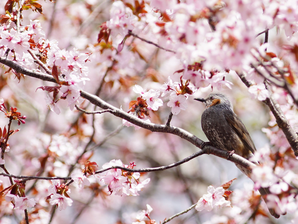 桜と鳥と・・