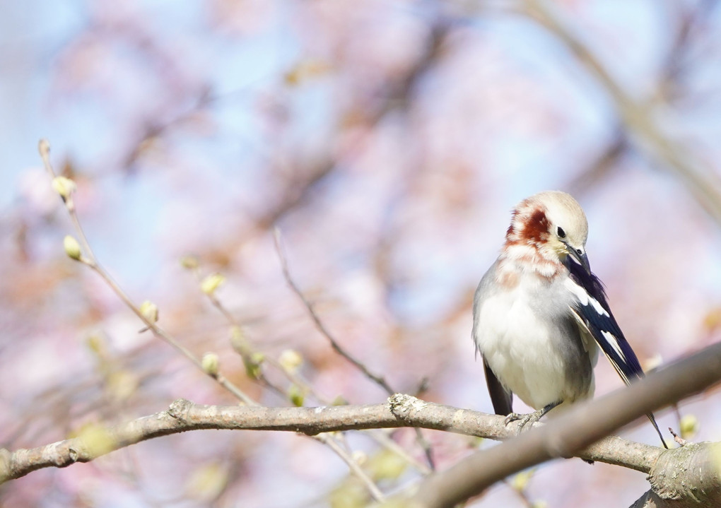 春さんぽ