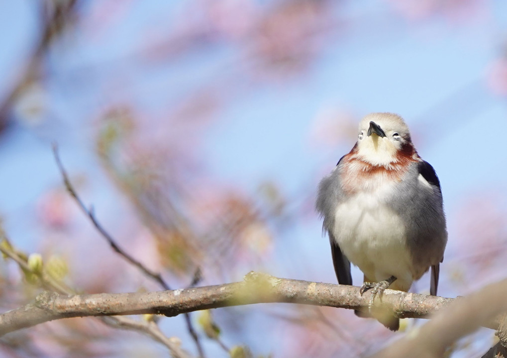 春さんぽ