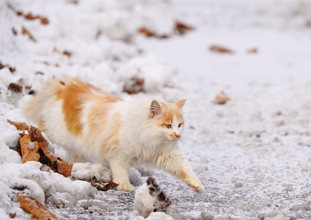 ゆきねこ