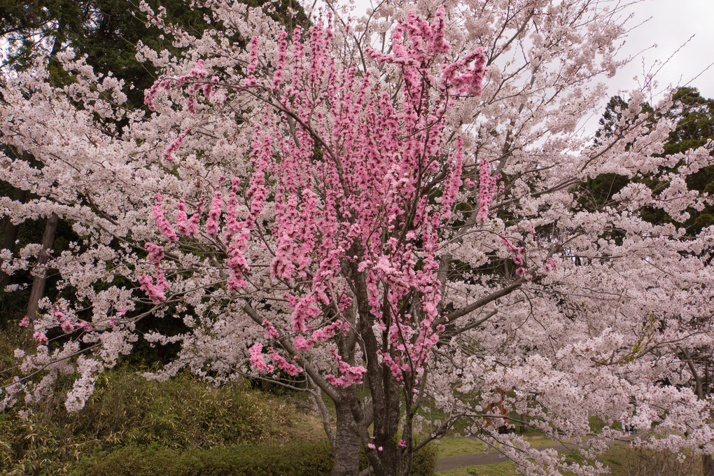 染井吉野と八重桜