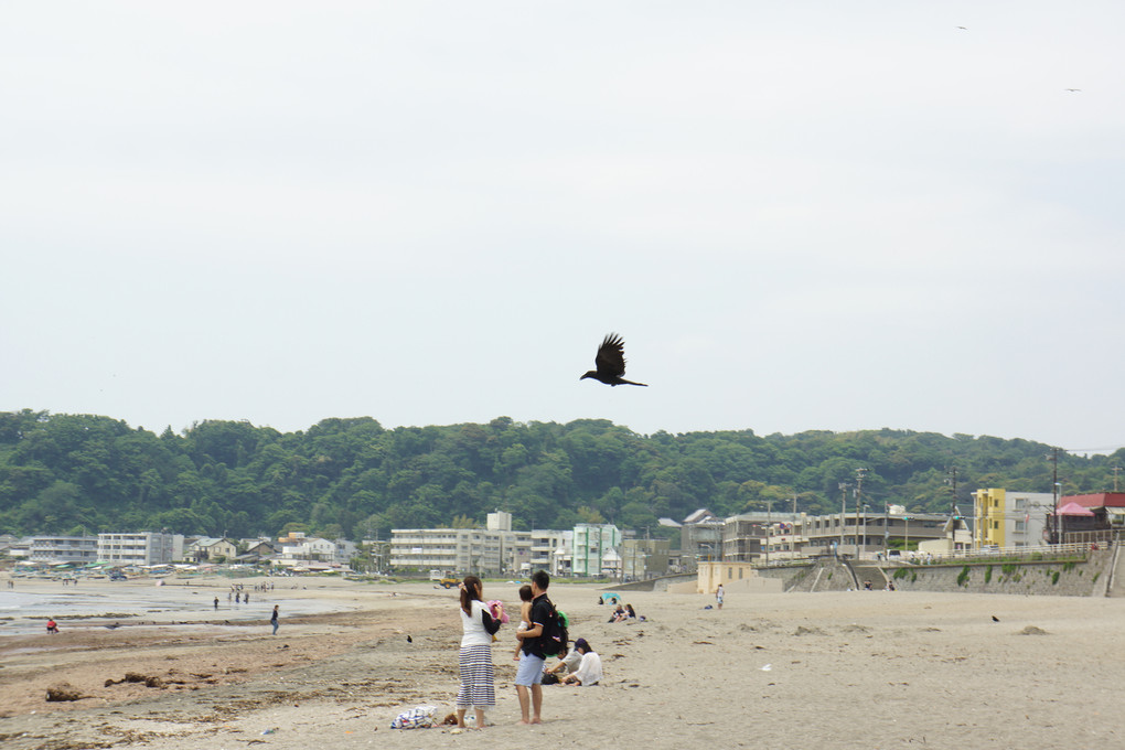 鳥と由比ヶ浜