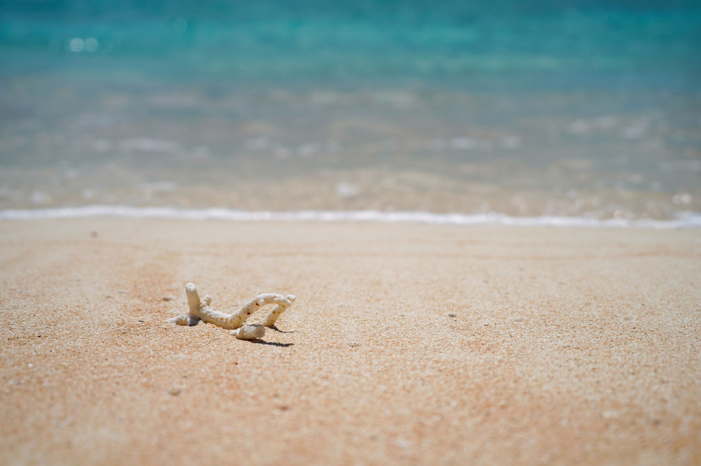 鳩間の海と珊瑚の欠片