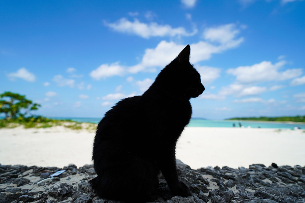 コンドイビーチと黒猫